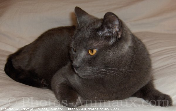 Photo de Chartreux