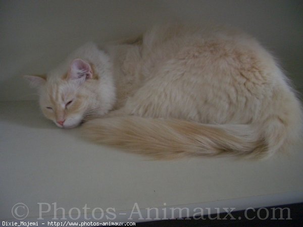 Photo de Ragdoll