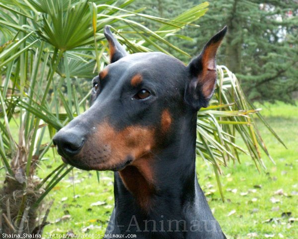 Photo de Dobermann