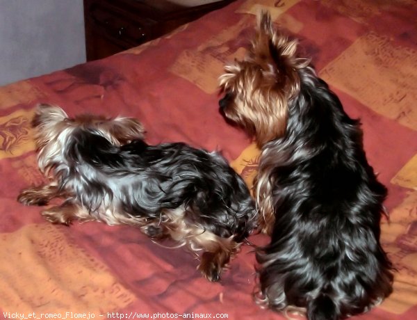 Photo de Yorkshire terrier