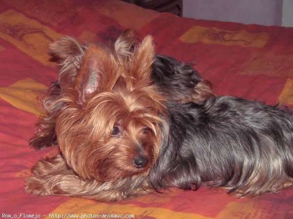 Photo de Yorkshire terrier