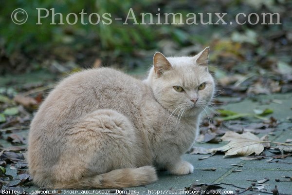 Photo de British shorthair