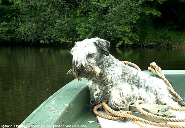 Photo de Terrier tcheque