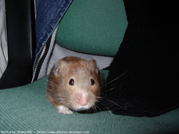 Photo de Hamster