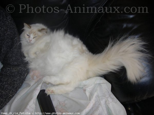 Photo de Ragdoll