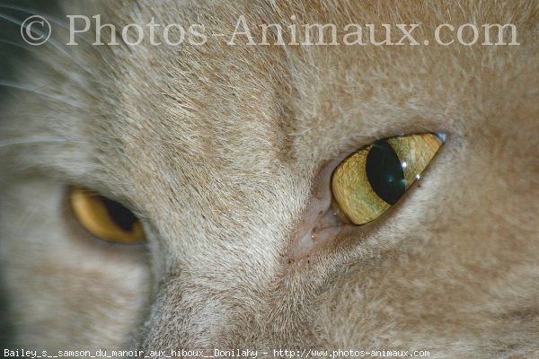 Photo de British shorthair