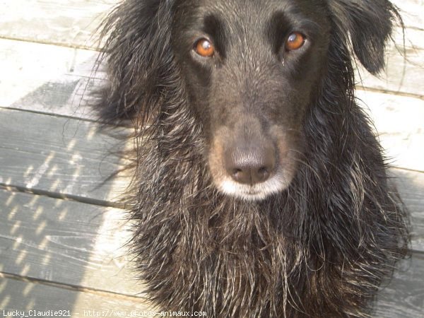 Photo de Border collie