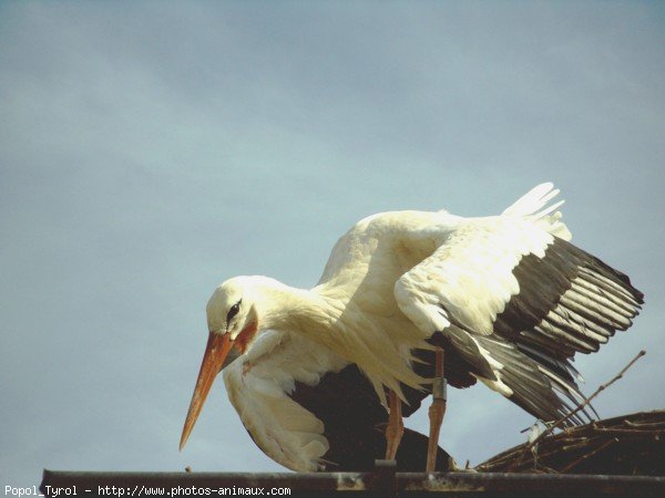 Photo de Cigogne