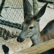 Photo de Biche