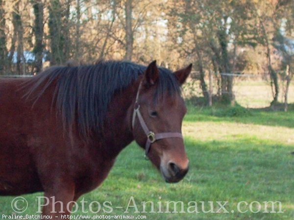 Photo de Races diffrentes