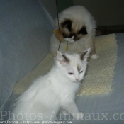 Photo de Ragdoll