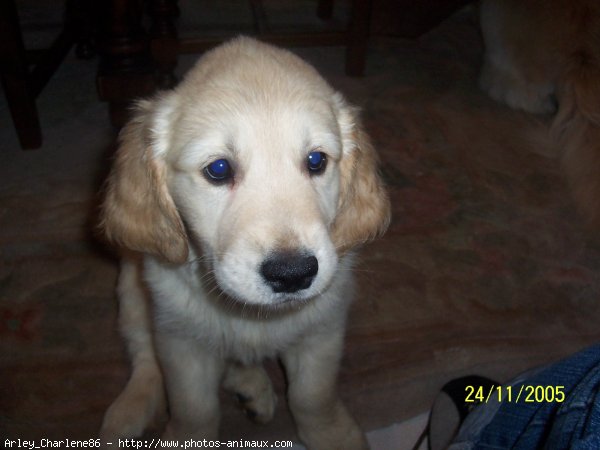 Photo de Golden retriever