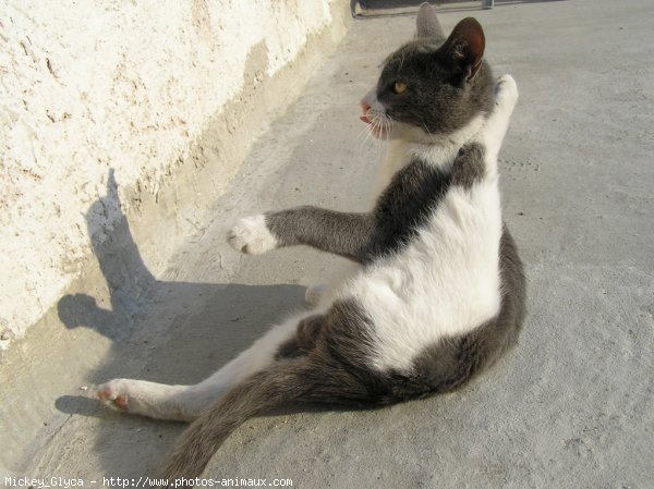 Photo de Chat domestique