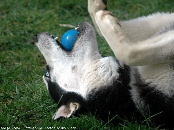 Photo de Husky siberien