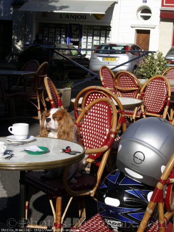 Photo de Cavalier king charles spaniel