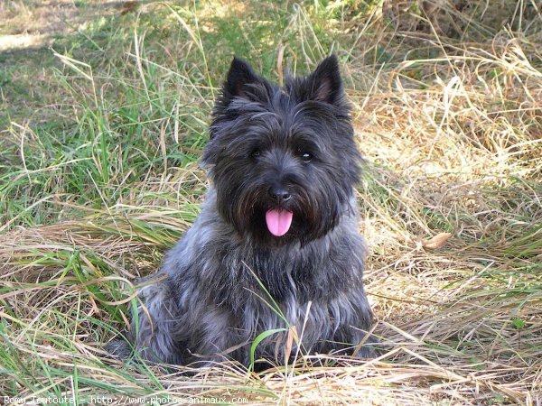 Photo de Cairn terrier