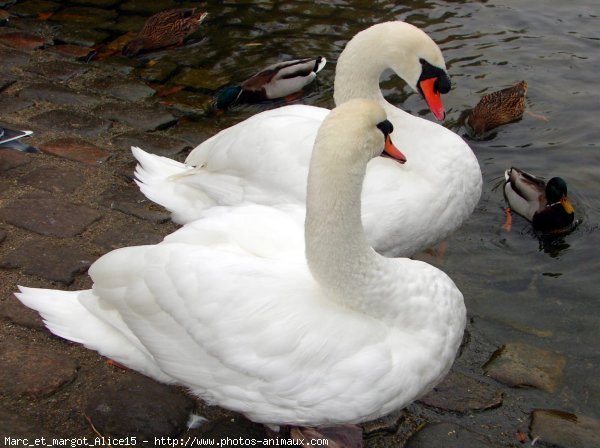 Photo de Cygne