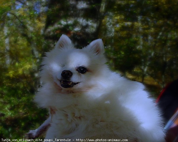 Photo de Spitz moyen