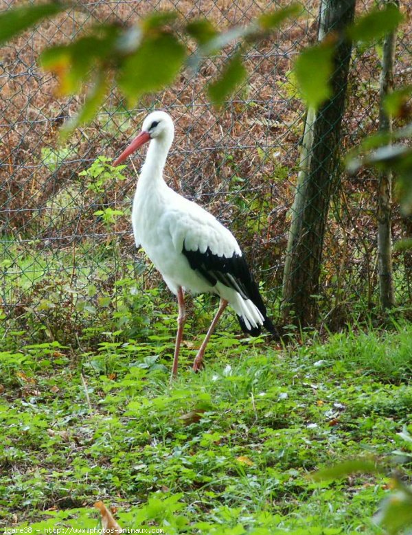 Photo de Cigogne