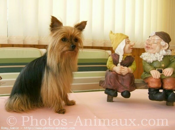 Photo de Yorkshire terrier