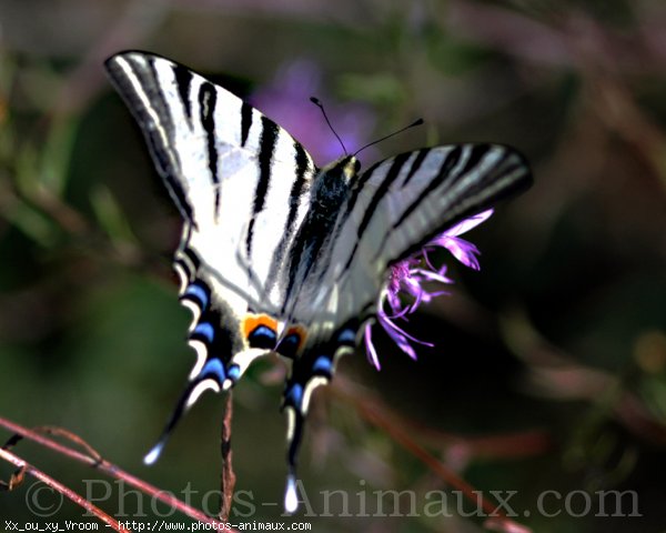 Photo de Papillon