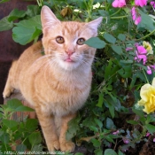 Photo de Chat domestique