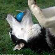 Photo de Husky siberien