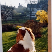 Photo de Cavalier king charles spaniel