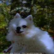 Photo de Spitz moyen