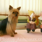 Photo de Yorkshire terrier