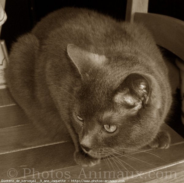 Photo de Chartreux