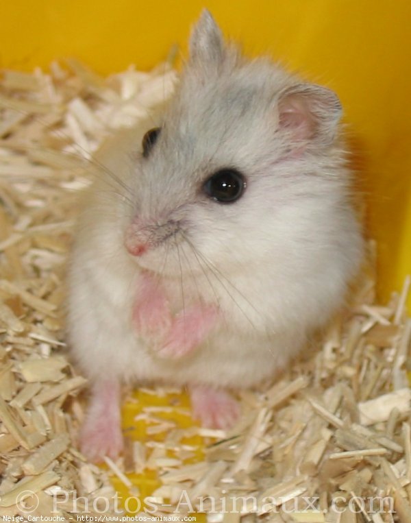 Photo de Hamster