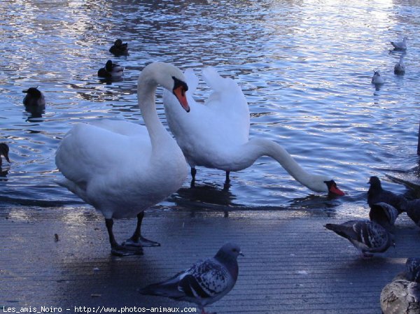 Photo de Cygne