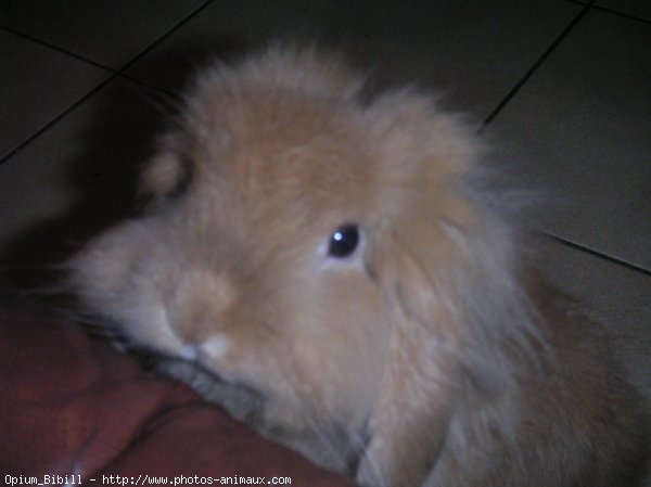 Photo de Lapin