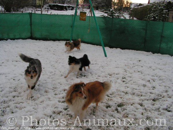 Photo de Chien de berger des shetland