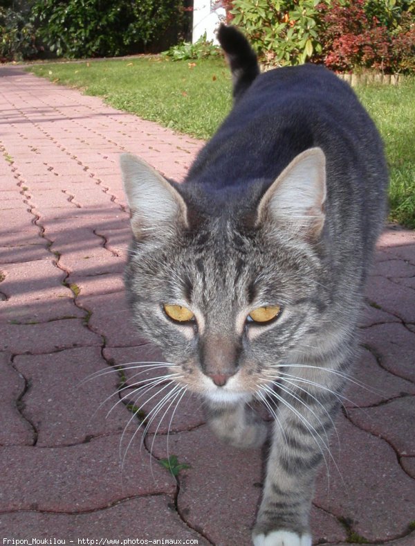 Photo de Chat domestique