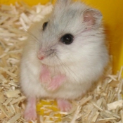 Photo de Hamster