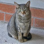 Photo d'Ocicat