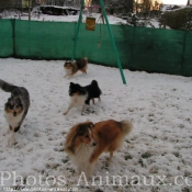 Photo de Chien de berger des shetland