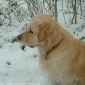 Photo de Golden retriever