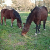 Photo de Races diffrentes