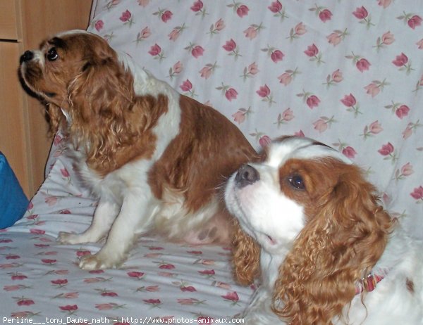 Photo de Cavalier king charles spaniel