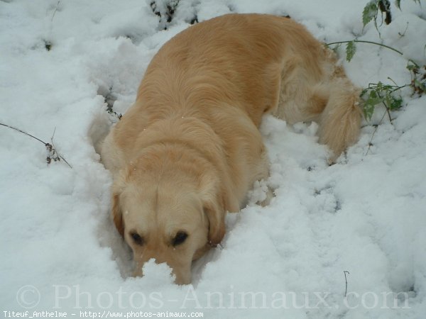 Photo de Golden retriever