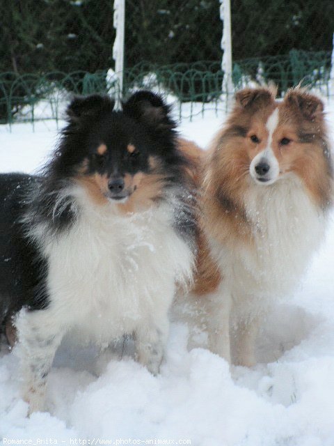 Photo de Chien de berger des shetland