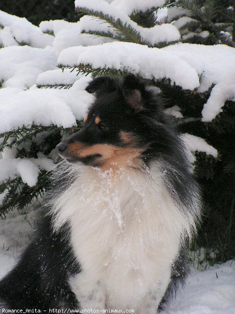 Photo de Chien de berger des shetland