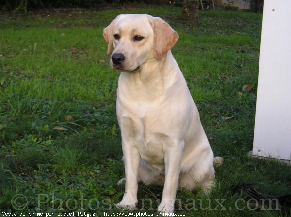 Photo de Labrador retriever