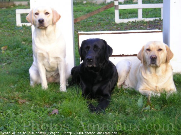 Photo de Labrador retriever