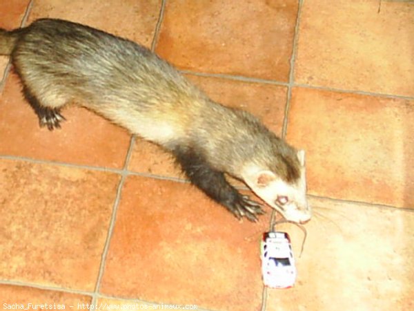 Photo de Furet