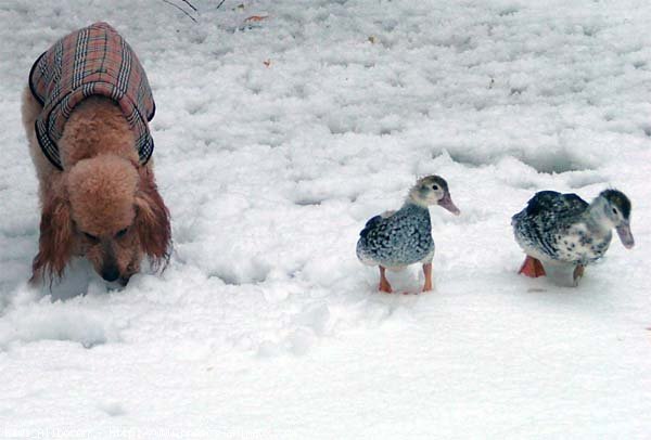 Photo de Caniche moyen