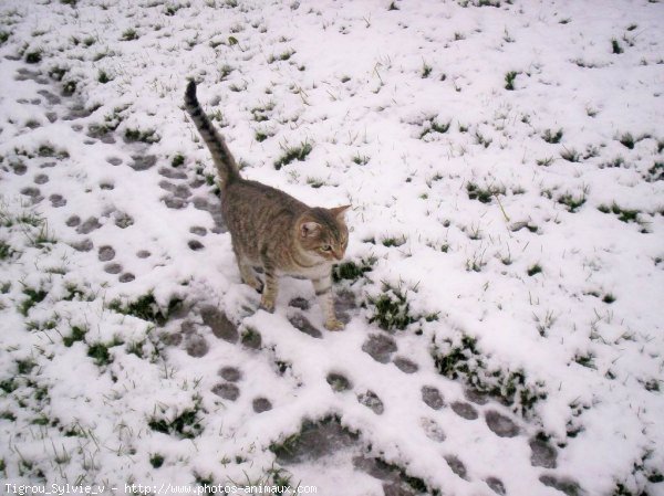 Photo de Chat domestique